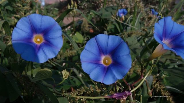 Morning Glories смотреть онлайн