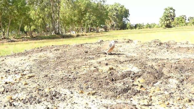 Angry Birds Breeds; Wild Bird Trap смотреть онлайн