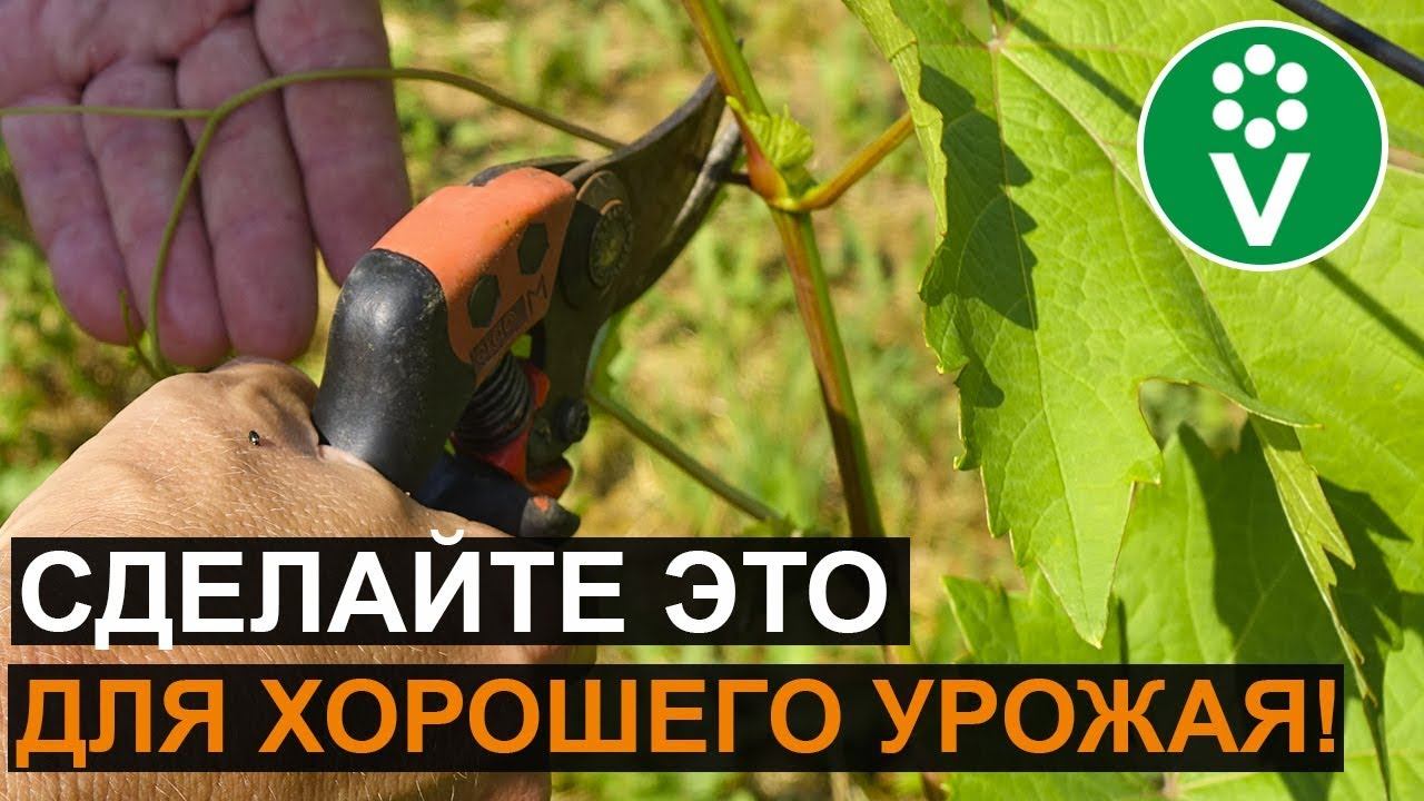 Как ухаживать за виноградом летом? Пасынкование винограда смотреть онлайн