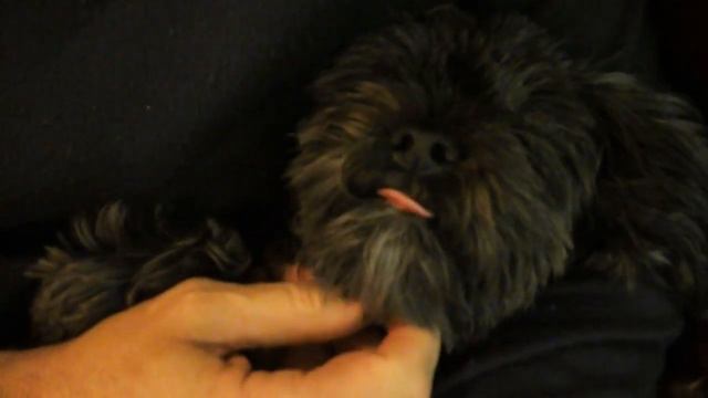 BOBIK DOG 1 смотреть онлайн