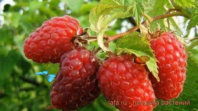 Малина традиционная Гусар (rubus gusar) ? малина Гусар обзор: как сажать саженцы малины Гусар смотреть онлайн