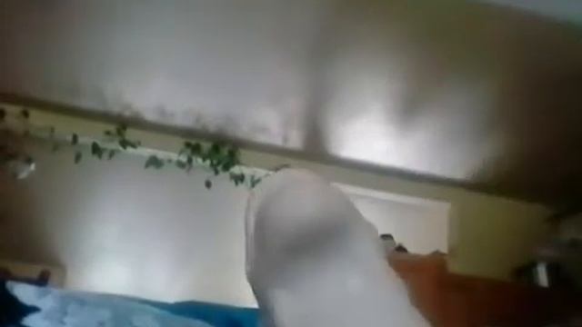 Singing with derpy dino смотреть онлайн