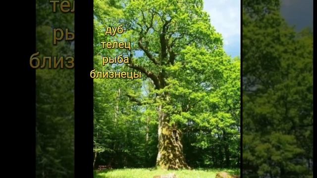 какое ты дерево по знаку зодиака смотреть онлайн