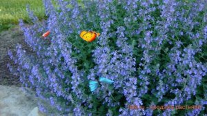 Котовник обыкновенный Блу Вондер (blue wonder) ? обзор: как сажать, саженцы котовника Блу Вондер