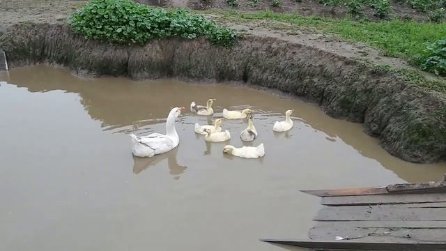 С утра всех выпускаем на улицу смотреть онлайн