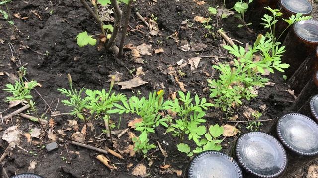 Первый урожай. Подвязываю горох смотреть онлайн