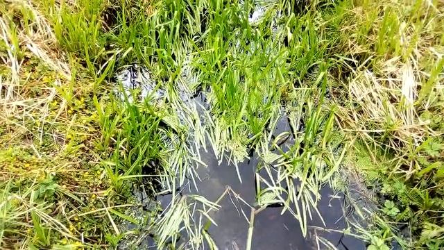 ПОРТУЛАК НА ОГОРОДЕ.,,ТЫ ГЛЯДЕЛ НА МЕНЯ,, смотреть онлайн