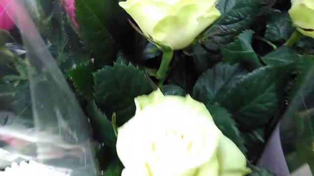 Комнатная роза - цветок Венеры: советы по уходу и содержанию в домашних условиях смотреть онлайн