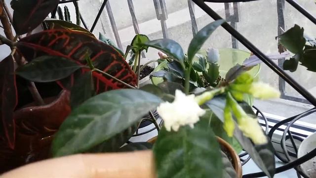 как цветут мои цветы перед пасхой смотреть онлайн