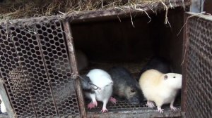 Разведение нутрий  с нуля покупка взрослых нутрий