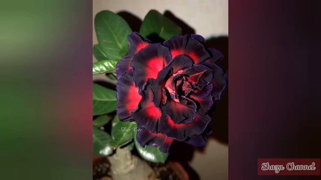 The Beautiful Of Adenium *Gratis #Part2 1hour* смотреть онлайн