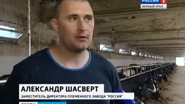 Племзавод 'Россия' увеличивает производство молока смотреть онлайн