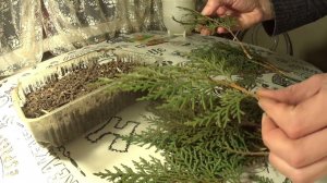 Как я черенкую Тую.Зимнее черенкование туи