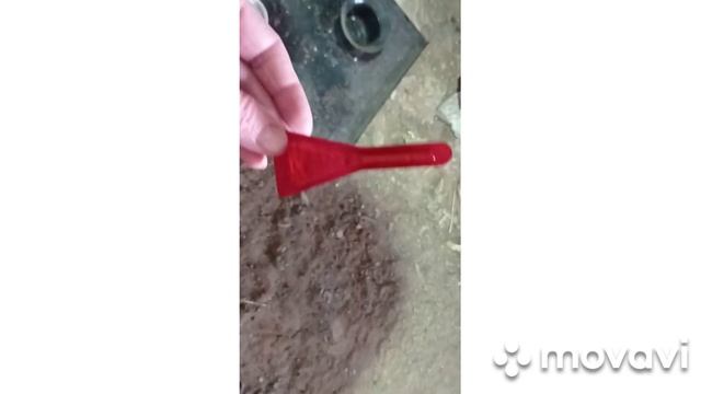 Очень красивый уличный кот. обработала от блох. Комнатные цветы. смотреть онлайн
