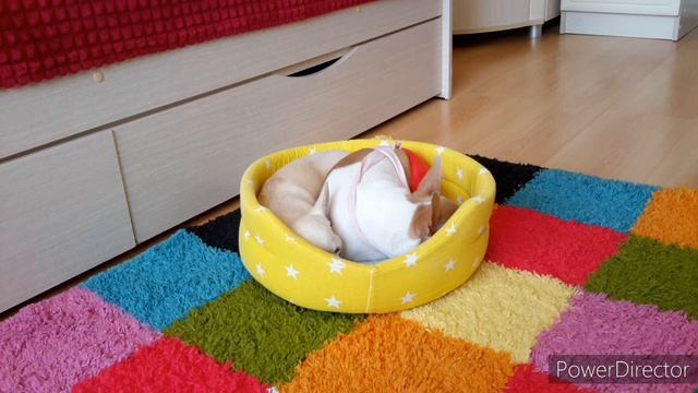 Плюсы и минусы породы чихуахуа ?/ вся правда об этой породе и стоит ли заводить? ))? смотреть онлайн