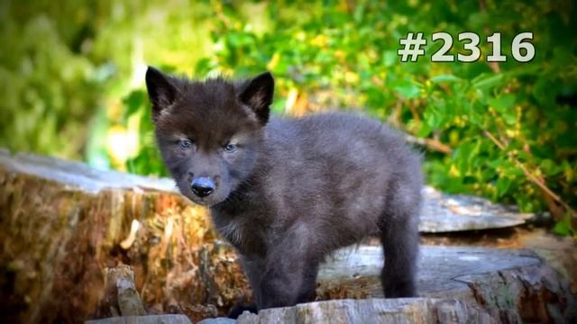 #2316. Волки, койоты и шакалы (В мире животных) смотреть онлайн