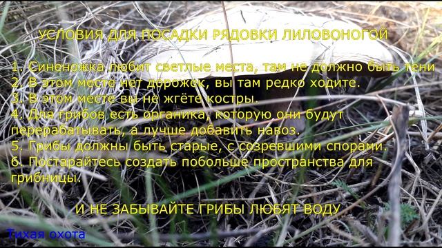 Сажаем рядовку лиловоногую у себя на участке смотреть онлайн
