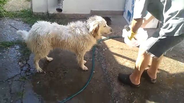 Dog Washing (Kuvasz) смотреть онлайн