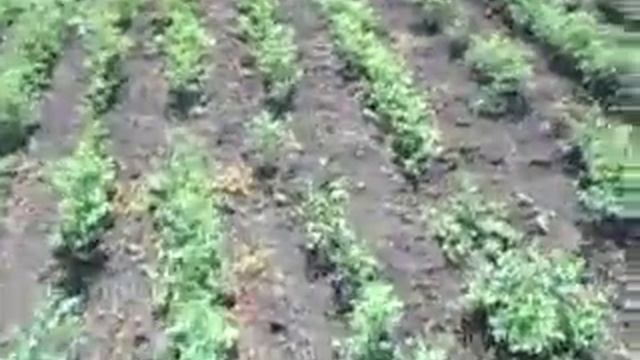 15.07.2017г открывание шиповника и вырывание травы в рядах на №1 участке смотреть онлайн
