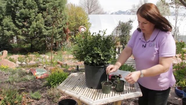 Boxwood Propagation With Stem Cuttings : Grow Guru смотреть онлайн