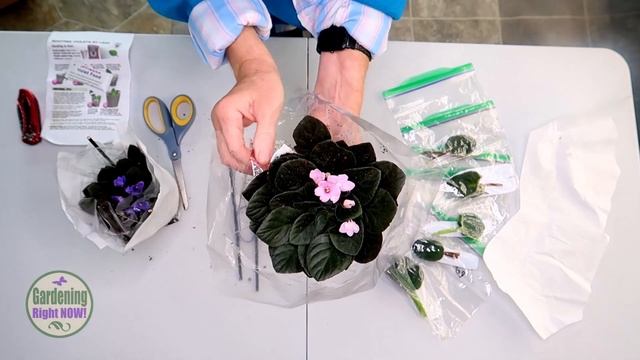 Selective Gardener Unboxing and Review | Optimara African Violet Order смотреть онлайн