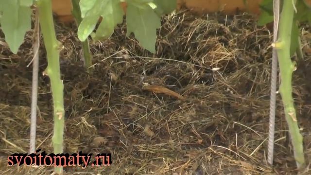 Как чувствуют себя томаты в зимней теплице смотреть онлайн