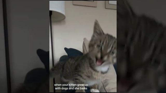 VID-20231027-WA0013.mp4 смотреть онлайн
