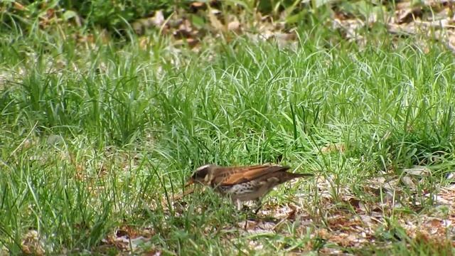 FUJIFILM FINEPIX　S1　望遠1200mmで野鳥を撮影してみた。 смотреть онлайн