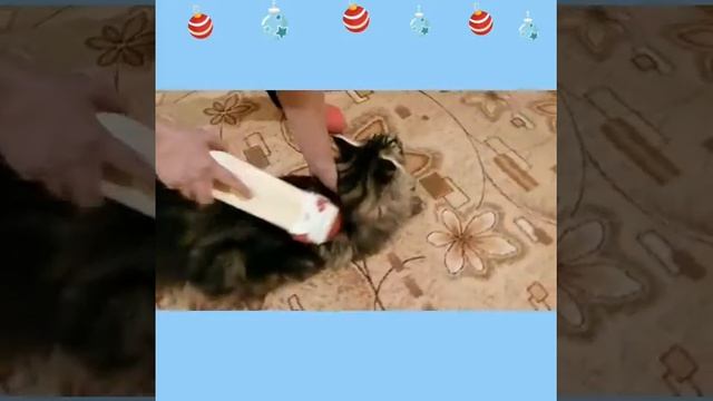 Вычесать мейн куна не просто!!! смотреть онлайн