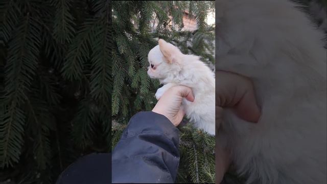 Девочка чихуахуа мини, очень красивая, в продаже смотреть онлайн