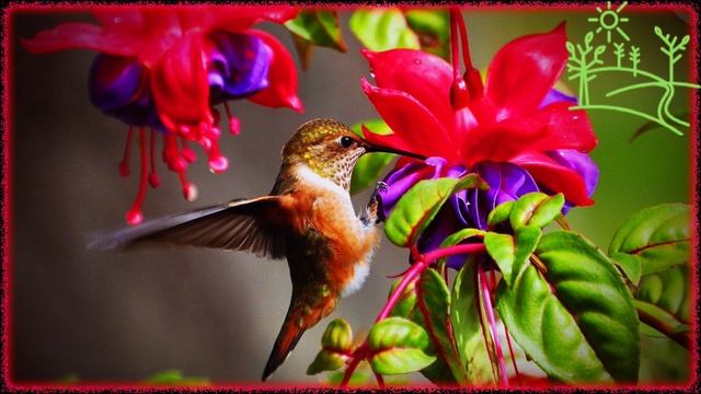 Голоса птиц Как поёт Колибри охристый (Selasphorus rufus).mp4 смотреть онлайн