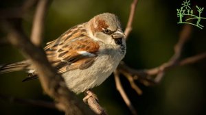 Голоса птиц Как поёт Домовой, или городской воробей (Passer domesticus).mp4