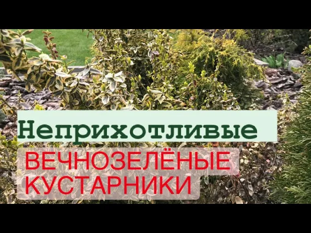 СУПЕР декоративные и вечнозелёные кустарники круглый год ‼️??.mp4 смотреть онлайн