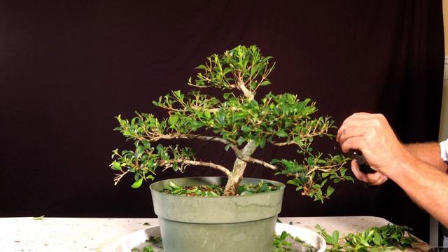 Brush Cherry Bonsai. Eugenia Myrtifolia or Syzygium смотреть онлайн