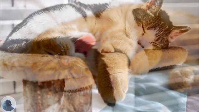 Что Кошки Видят Во Сне? Опыты и Исследования Ученых смотреть онлайн