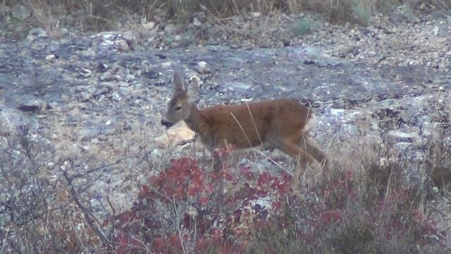 Косули в Крымском лесу смотреть онлайн
