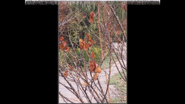 Забытый сад смотреть онлайн