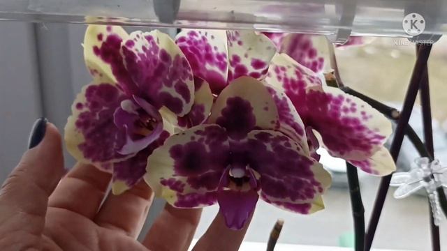 Орхидеи на кухне. Новенькие азиаты приехали, ура! смотреть онлайн