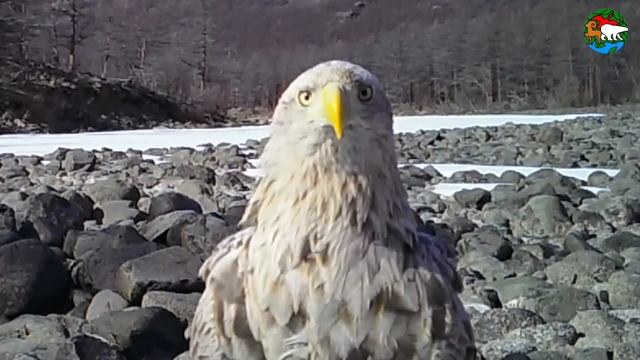 Орлан. Самая большая птица плато Путорана / White-Tailed Eagle. The Biggest Bird on Putorana Platea смотреть онлайн