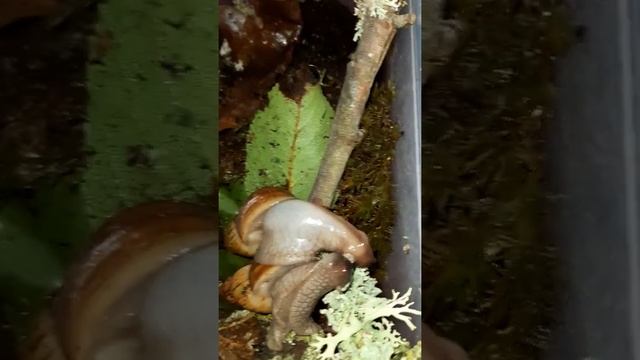 ???Жёлтая улитка ? Ахатина Ирадели????☘ Как происходит процесс спаривания улиток ??☺ смотреть онлайн
