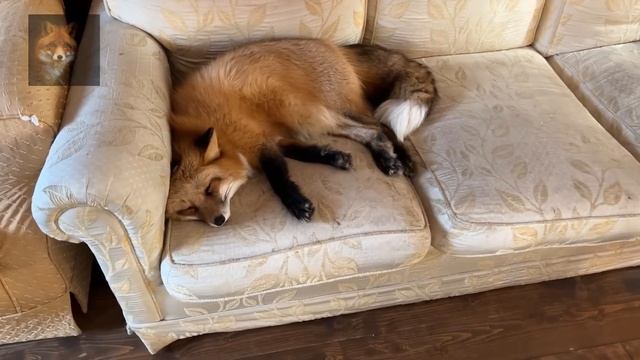 Алиса Лиса-Alice the Fox (Я Валяюсь На Диване) смотреть онлайн