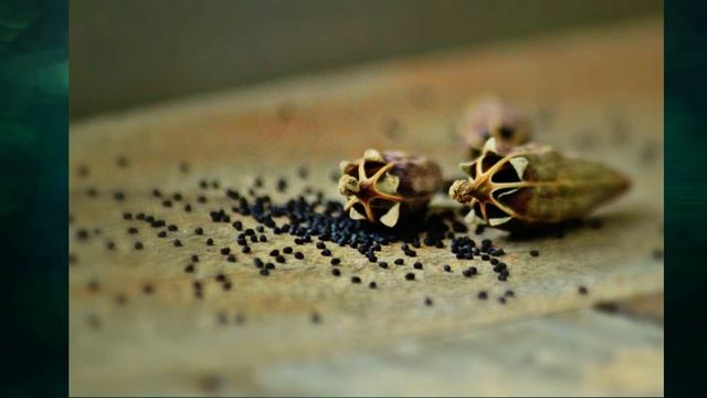 "Строение растений", Окружающий мир 3 класс ч.1, с.80-84, Планета знаний. смотреть онлайн