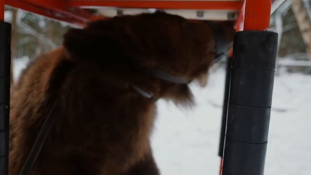 САРЫЧЕВ ПРОТИВ БУРОГО МЕДВЕДЯ / MAN VS BEAR смотреть онлайн