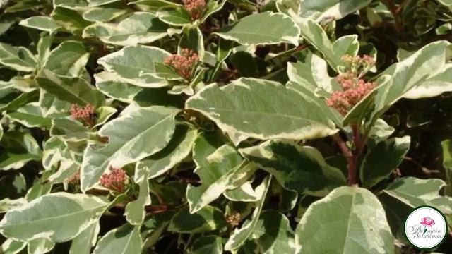 КРАСИВЫЕ КУСТАРНИКИ. Рододендрон, пионы, розы, гортензия, барбарис, боярышник, будлея, вейгела... смотреть онлайн