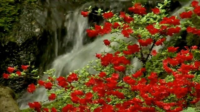 Футаж Водопад и цветы HD 1080 скачать бесплатно смотреть онлайн