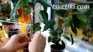 Формирование штамба и кустовой формы гибискуса