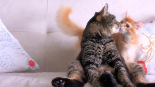 Новинки лета. Реальный хит! Океан любви! смотреть онлайн