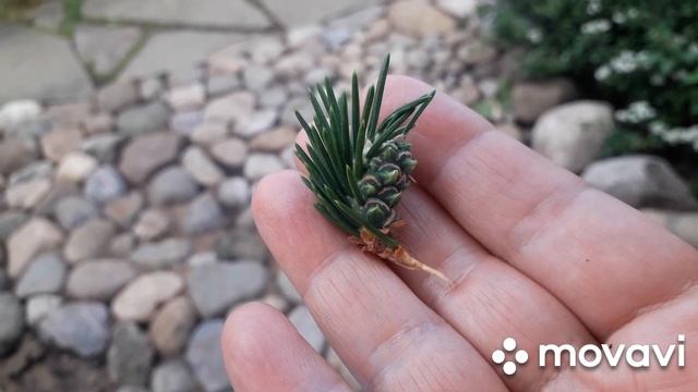 ВРЕДИТЕЛИ ХВОЙНЫХ! смотреть онлайн