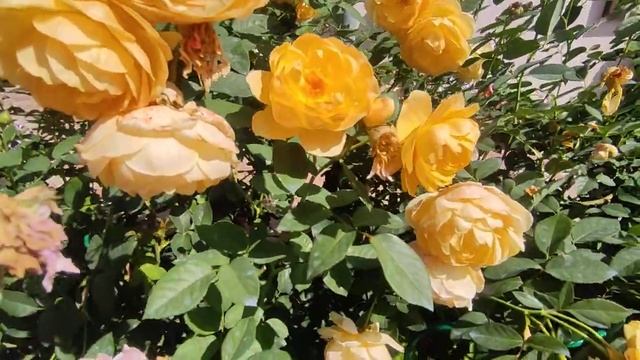 Роза "Грехам Томас" (Rose Graham Thomas) второе цветение ?? смотреть онлайн