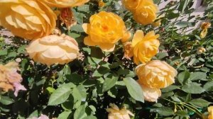 Роза "Грехам Томас" (Rose Graham Thomas) второе цветение ??